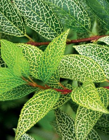 Форзиция корейская Кумсон 1 шт Р9